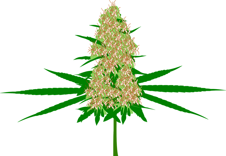 Free vector graphics of Cannabis